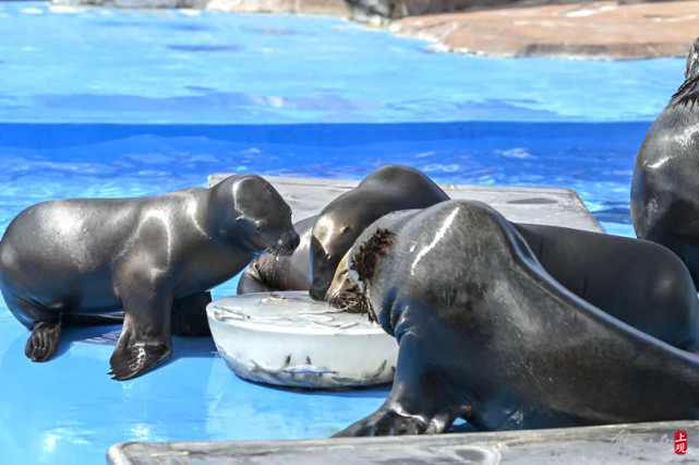 上海海昌海洋公园小虎鲸迎来一周岁生日,海洋动物吃"月饼"欢度中秋