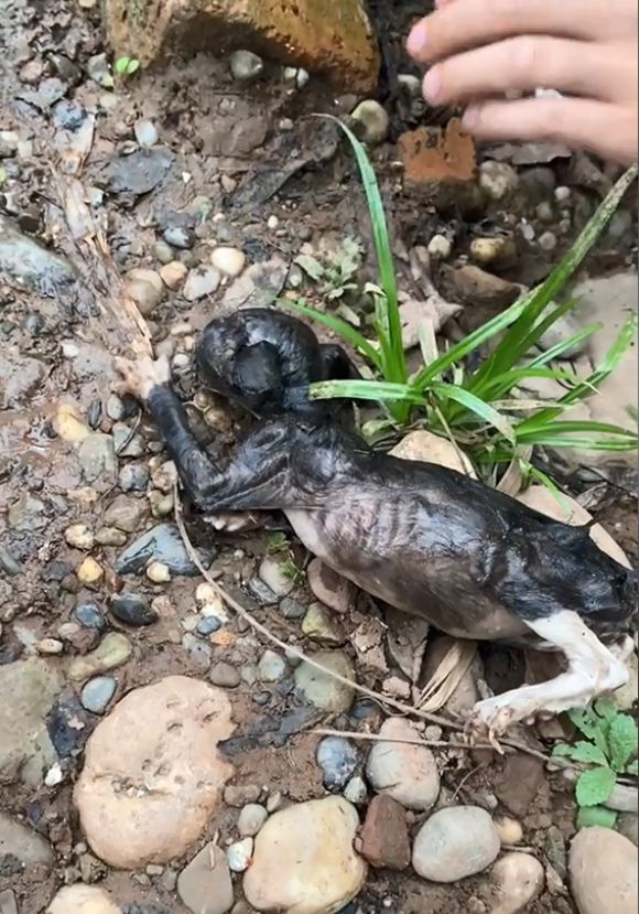 男子刚钓鱼不久只听噗通一声竟是对岸的流浪小奶猫穿河而来