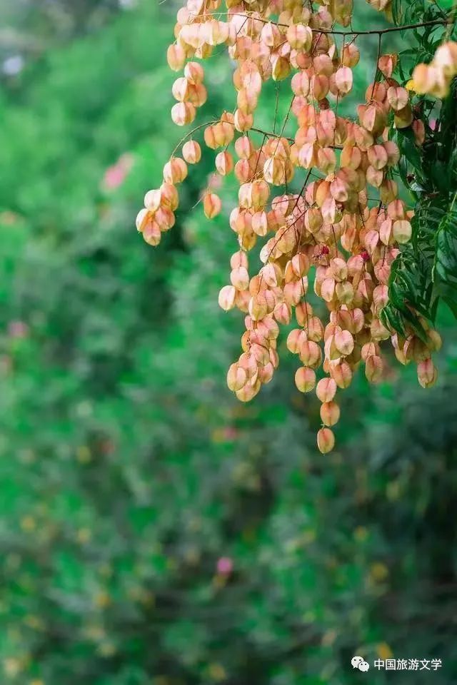 行走丨浅秋浅浅,淡浓相宜_腾讯新闻