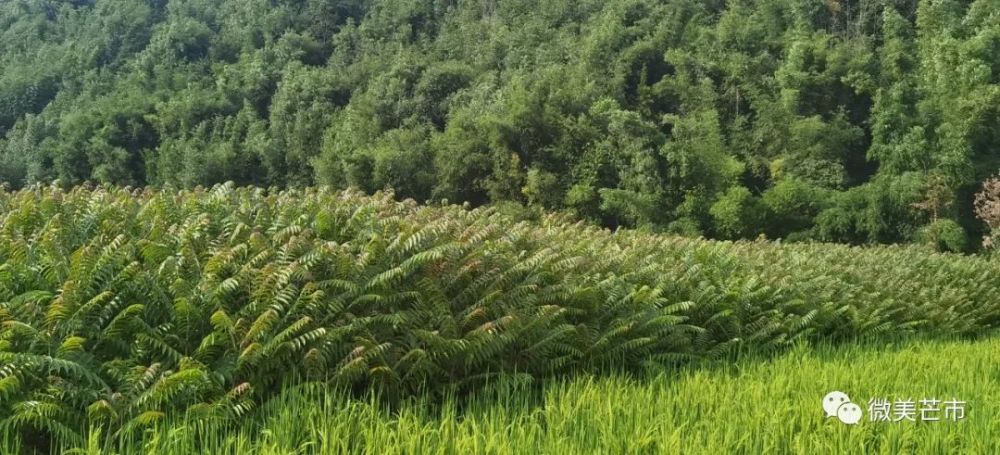 云南香椿种植基地
