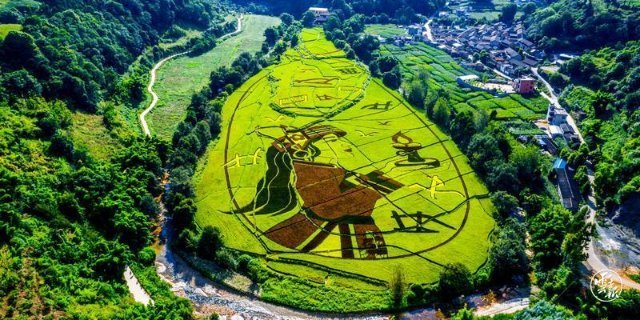 昆明宜良县五彩稻田展现乡村多彩画卷