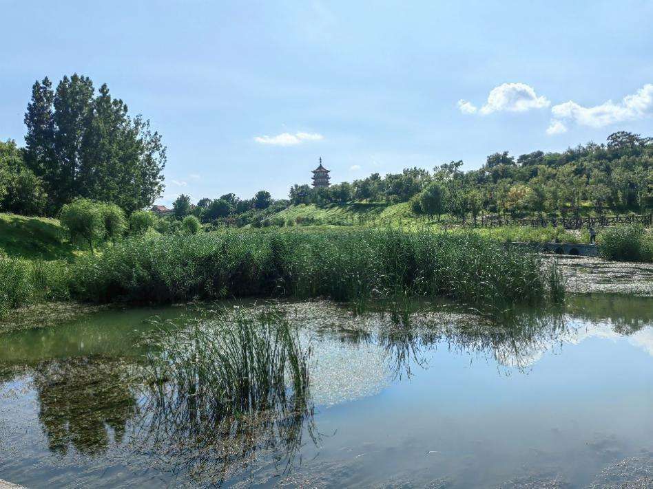 鸟中大熊猫现身河北邯郸沁河河段