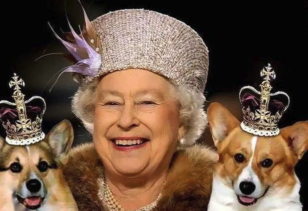 女王驾崩后新西兰的柯基犬集体游街场面感人