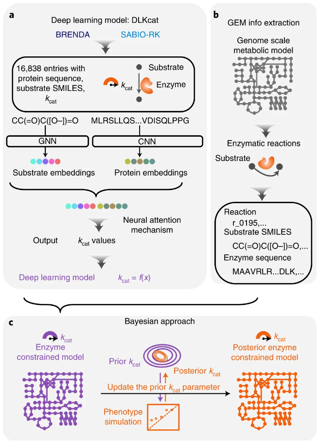 使用深度学习方法高通量预测代谢酶的 kcat，或可揭开细胞工厂的秘密_腾讯新闻