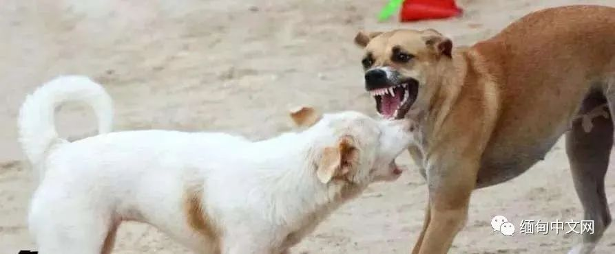 据目击者称,该疯狗,不仅在路上咬人,还闯入民宅咬人,被咬伤人士中包括