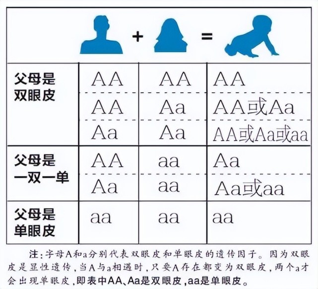 双眼皮遗传规律表图片