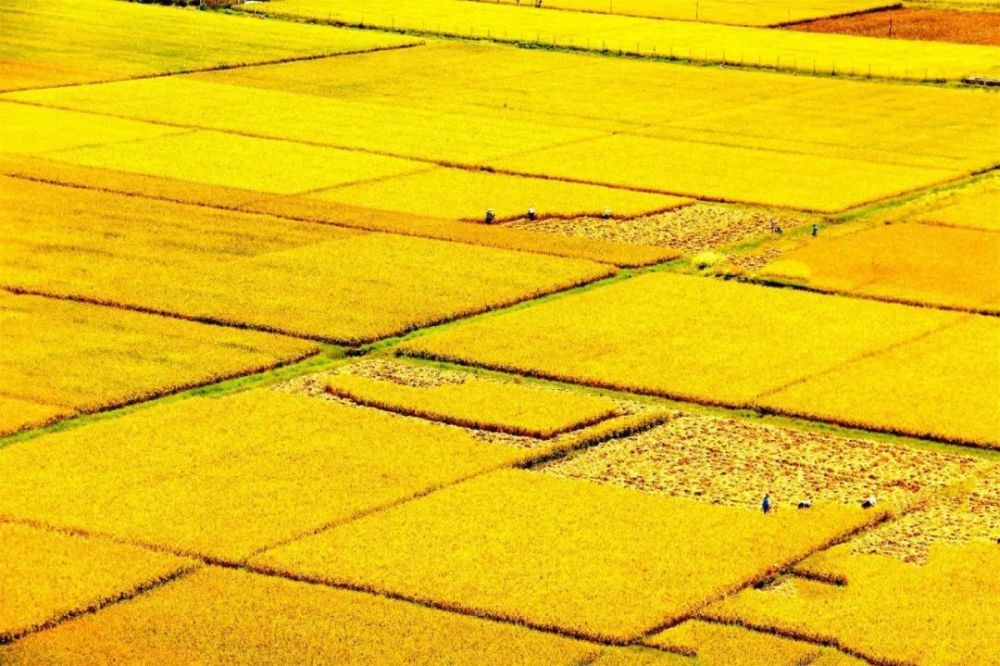 文山州:稻谷丰收美如画_腾讯新闻