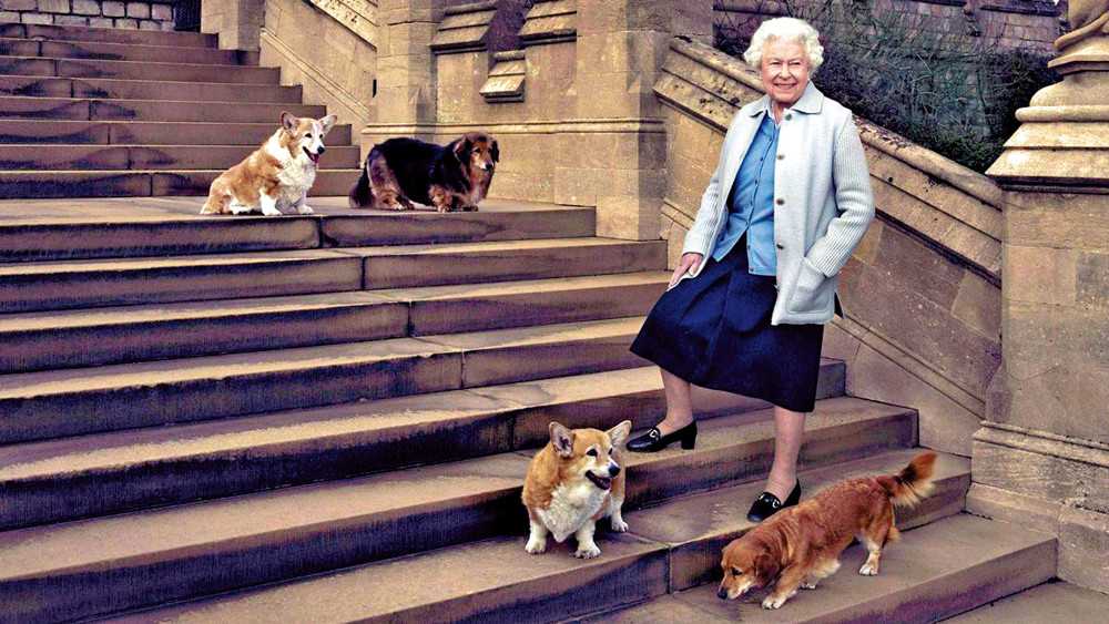 英女王两只爱犬 由安德鲁及前妻接手_腾讯新闻
