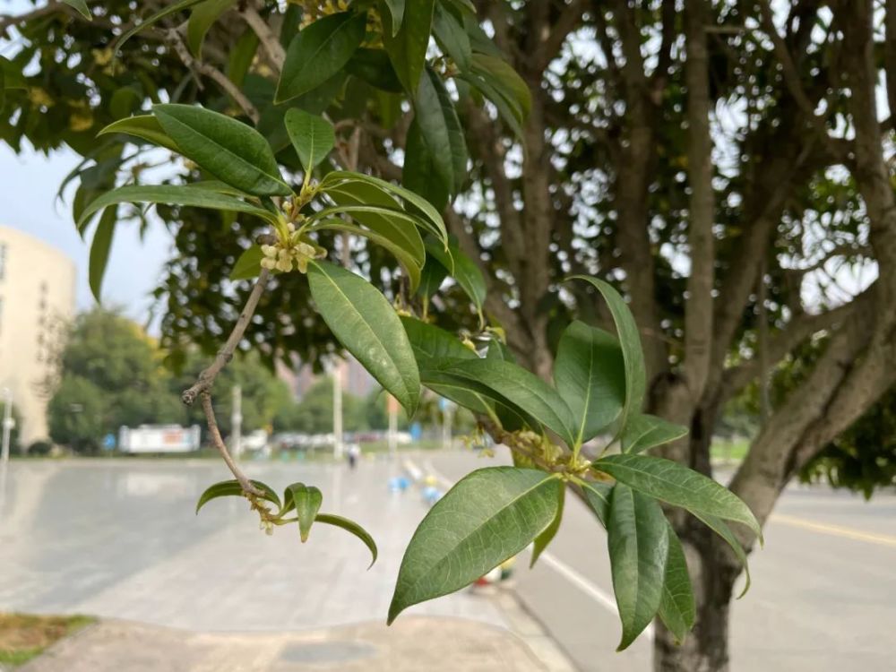 全成都的喉嚨都在做核酸鼻子都在聞桂花香