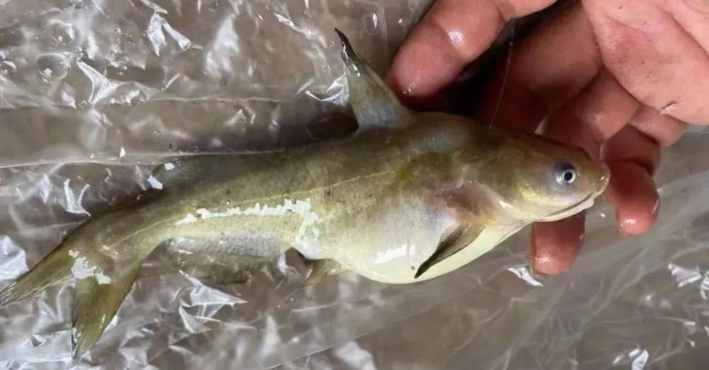 如何判断黄颡鱼腹水病 腾讯新闻