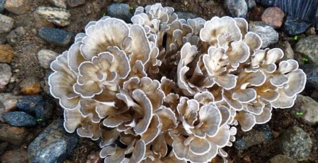 德国菌菇玫克微朵:说菇论菌(第七期)|比灵芝更神奇的灰树花(舞茸)