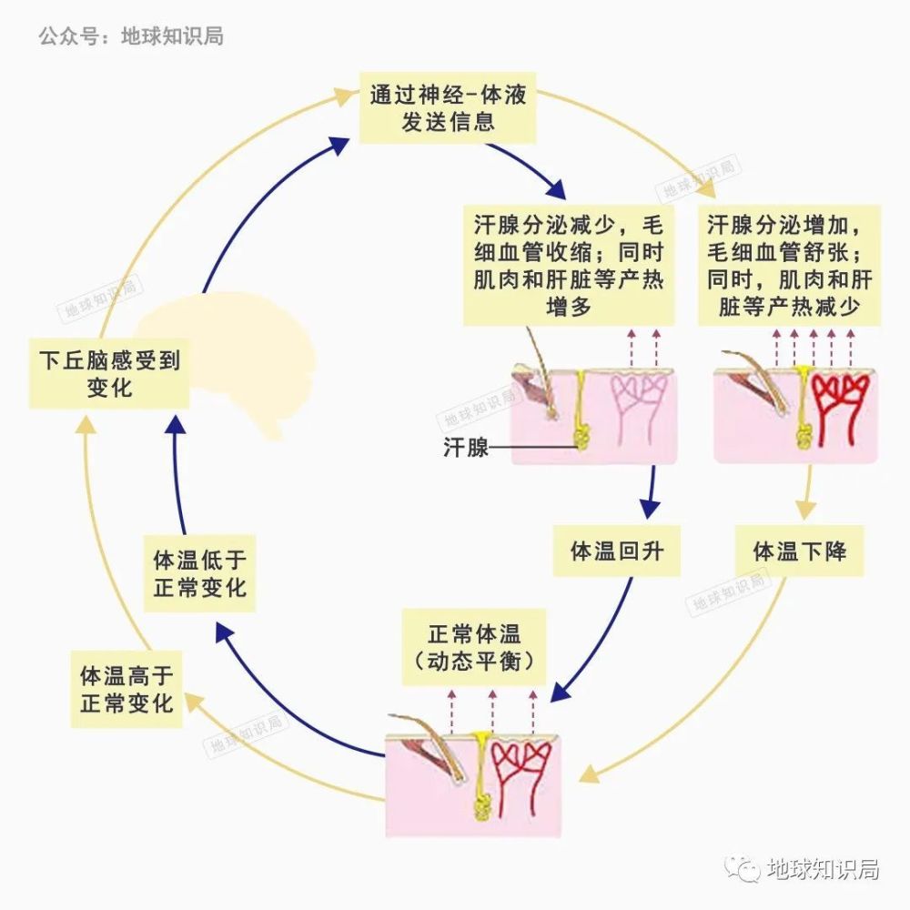 它維持著人體體溫的動態平衡▼迄今尚未完全搞清楚人體的體溫調節系統