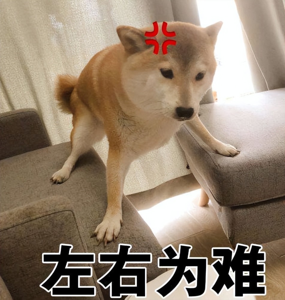 柴犬表情包界的半壁江山養狗我只選它