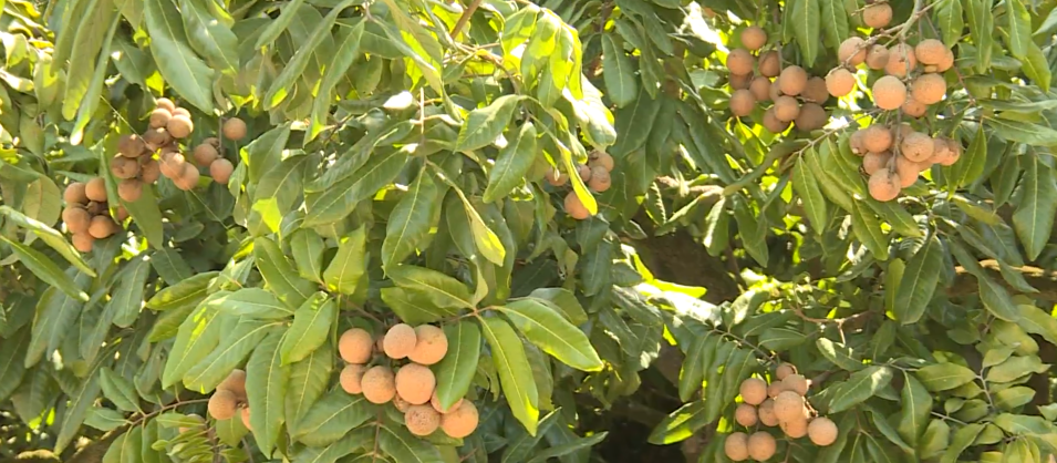 后溪凤梨穗龙眼成熟啦!清甜多汁,快来尝鲜～_腾讯新闻