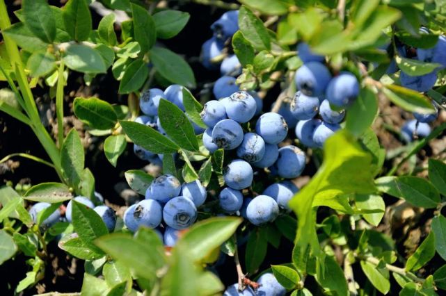 招商新观察|大兴安岭蓝莓熟了 浆果加工呼唤"头羊"_腾讯新闻