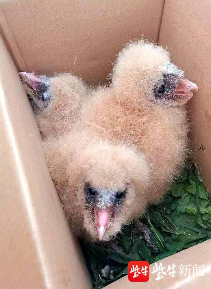 专家仔细观察辨认,确定该鸟为国家二级重点保护野生动物草鸮的幼鸟