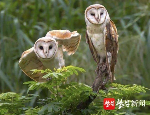 濒危物种猴面鹰现身灌云潮河湾湿地_腾讯新闻