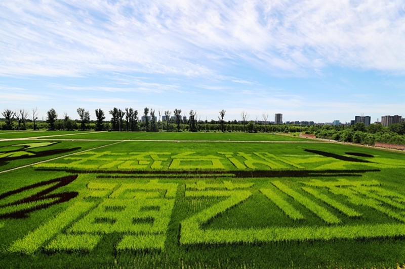 作品：五彩水稻作“颜料”！北京台湖“绘”出巨幅稻田画