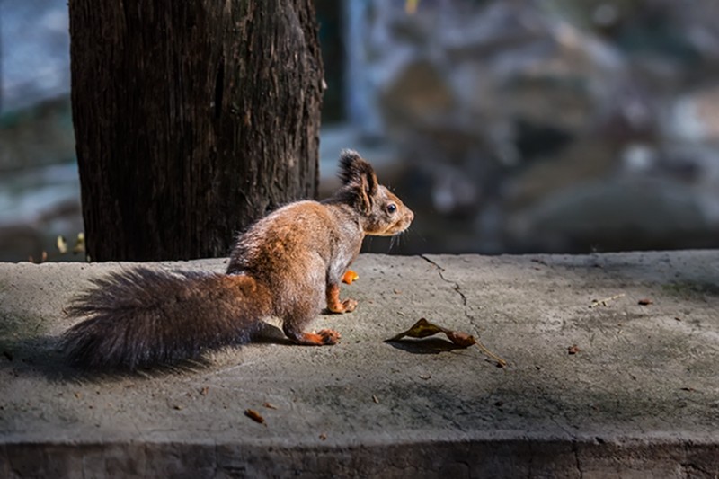 作品北京香山小松鼠好可爱