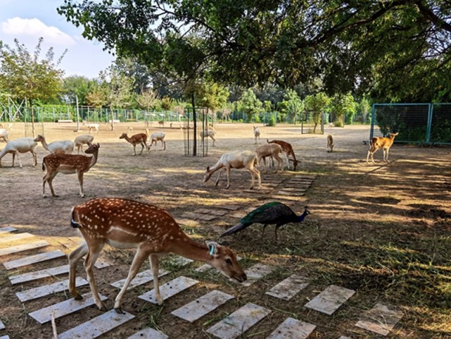 作品:南海子公园麋鹿苑_腾讯新闻
