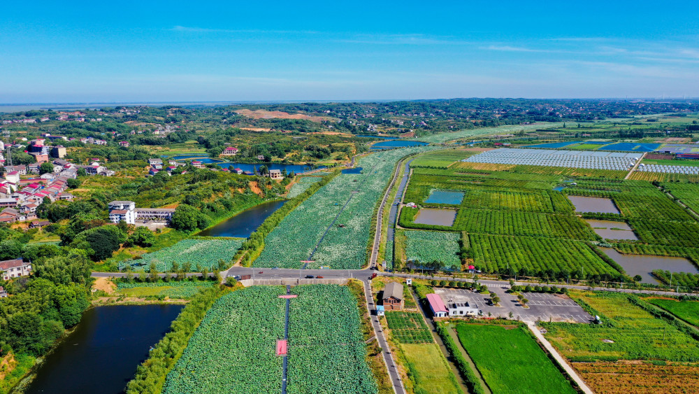 "虽已是夏末,沅江市新湾镇新湾村十里荷塘景区,仍有千亩荷花盛开,场面