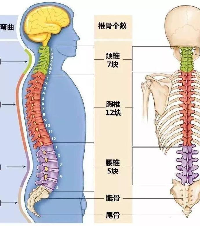 椎管狹窄出現在頸椎胸椎腰椎症狀相同嗎