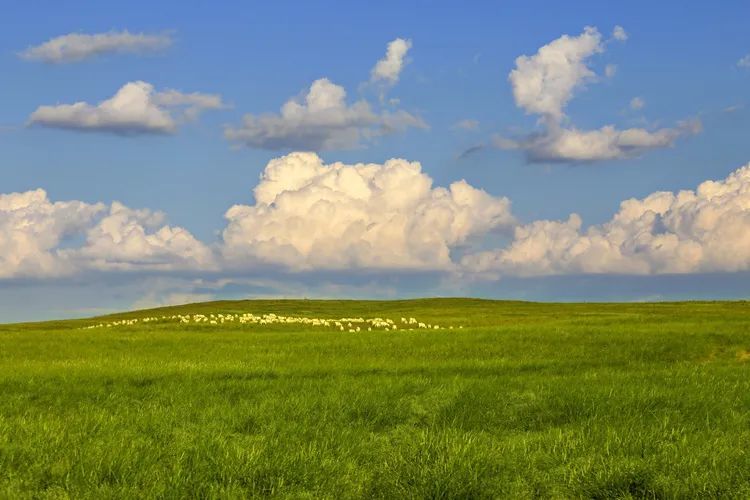 美图|可爱鄂托克 神奇大草原_腾讯新闻