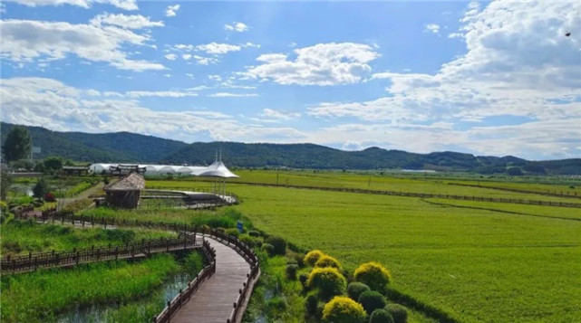 安图县万宝镇:引种水稻新品种,探索乡村振兴新"稻"路_腾讯新闻