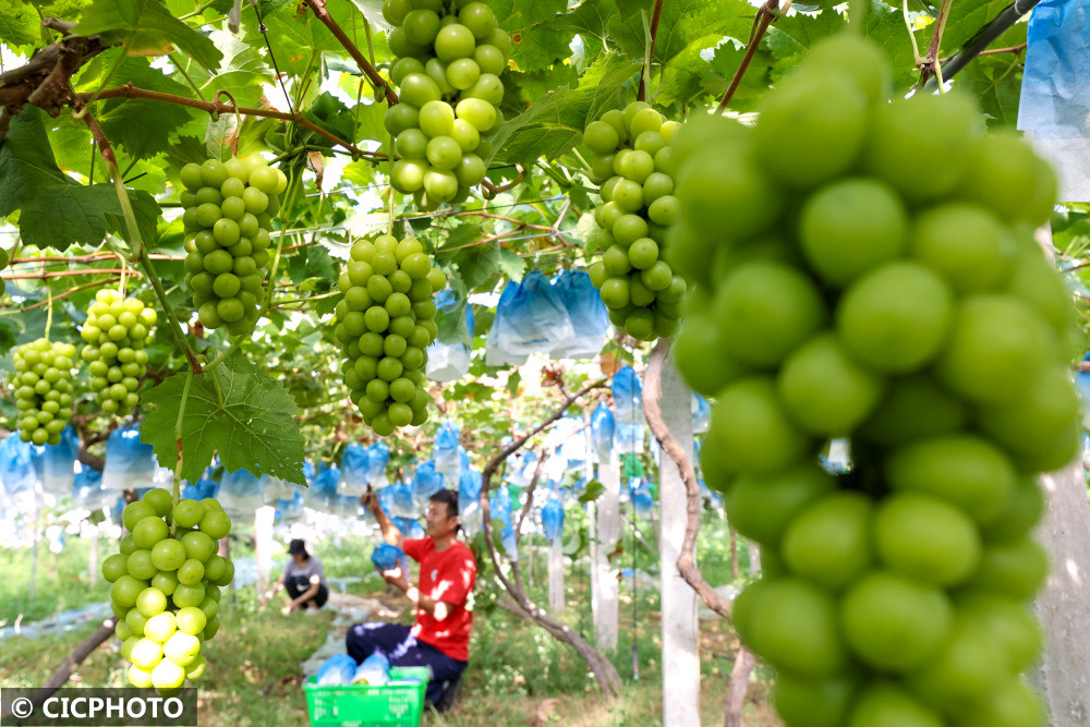 2022年9月7日,山東省棗莊市齊村鎮渴口村,果農在採摘陽光玫瑰葡萄.