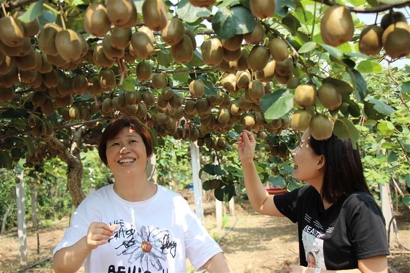 金果和猕猴桃的区别 我家有个合作社：“85后”大学生回乡创业记