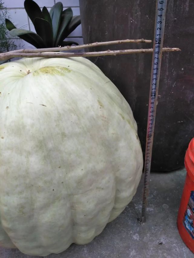 惊呆了迁安一村民种出重达704斤超级大瓜