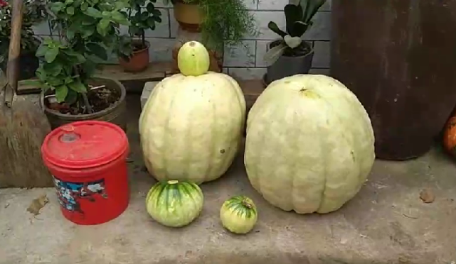惊呆了迁安一村民种出重达704斤超级大瓜