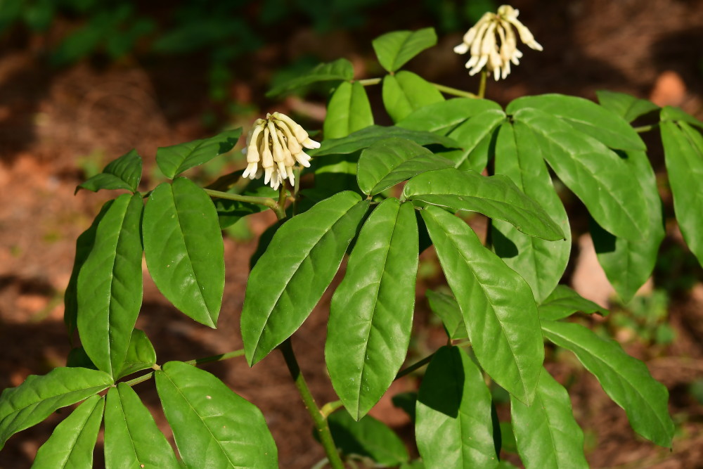 其根入药,有清热解毒等功效