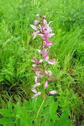 万物有灵孤胆英雄八股牛白鲜皮