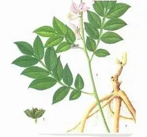 万物有灵孤胆英雄八股牛白鲜皮