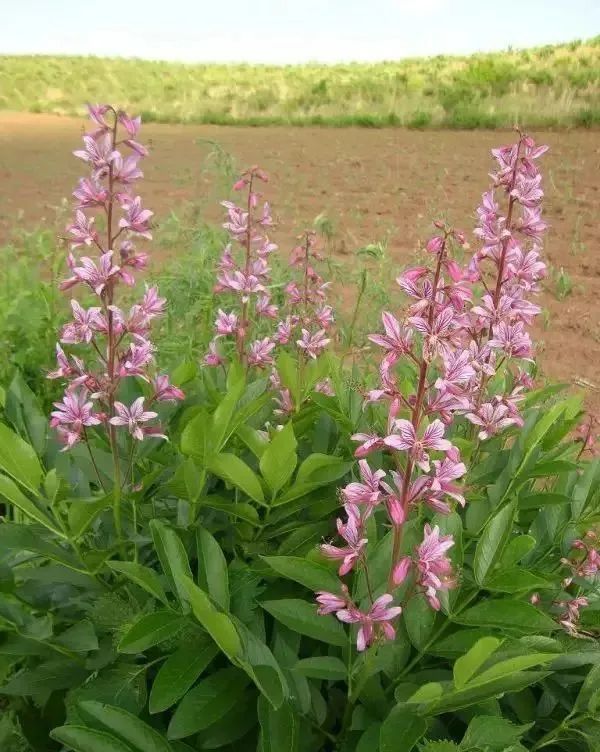 万物有灵孤胆英雄八股牛白鲜皮