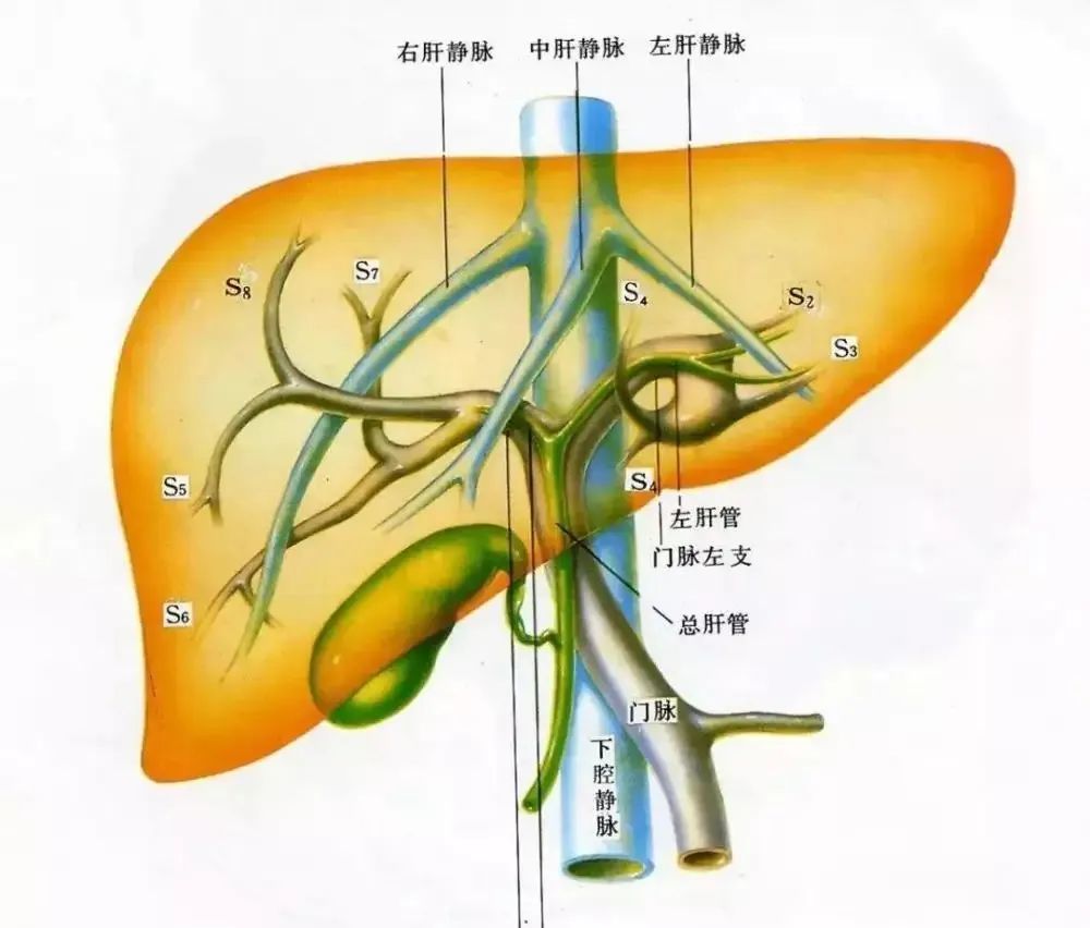 牛胰腺图片位置示意图图片