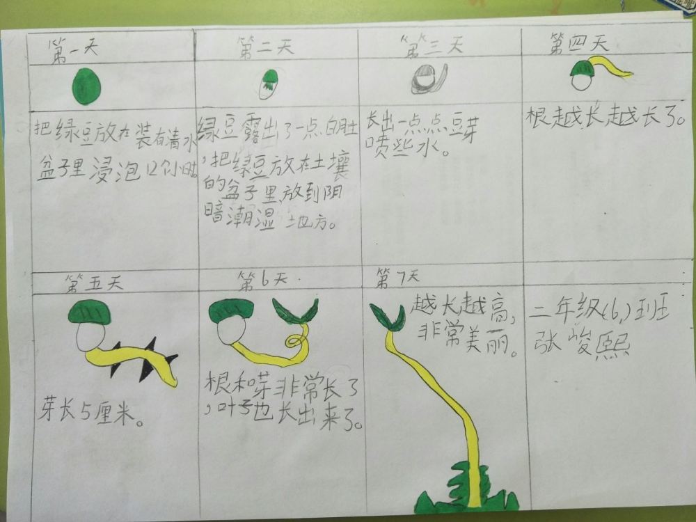 小学生蔬菜种植记录表图片