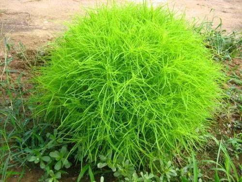 风滚草在美国泛滥成灾,入侵多条公路,为何在我国却难以长大?_腾讯新闻