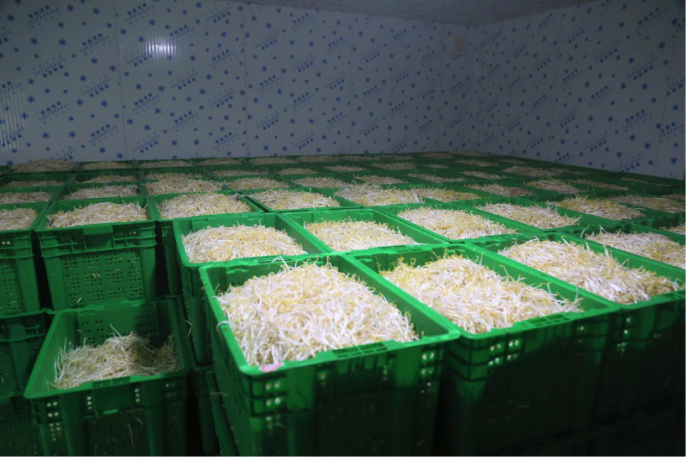 日产豆芽超3万斤,肇庆这家企业让小豆芽变大产业_腾讯新闻