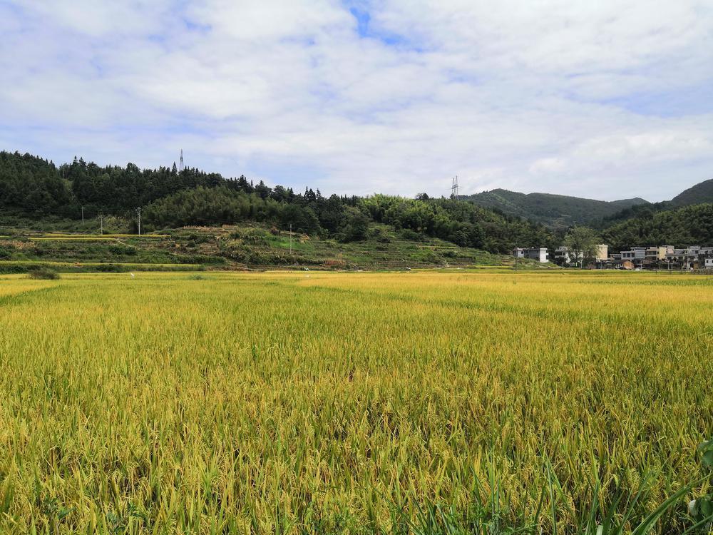 在韶关乐昌市云岩镇选家洞村,村民们最近正忙着收割水稻.