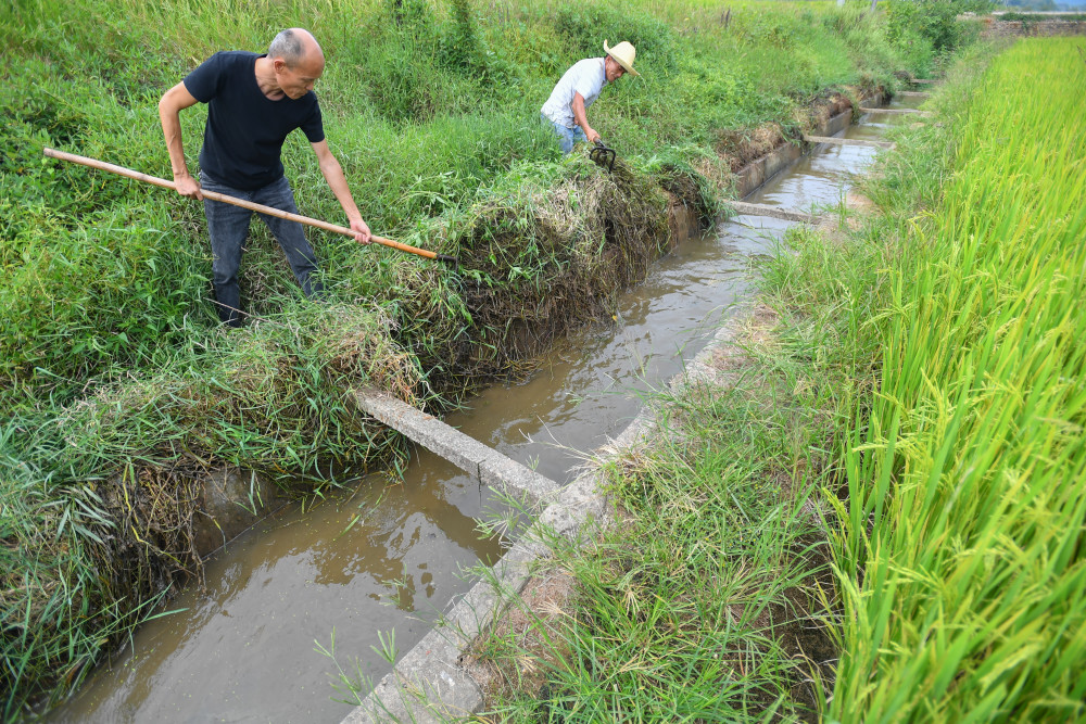 9月15日,在湘潭市雨湖区姜畲镇联映村,村民在疏浚灌渠.