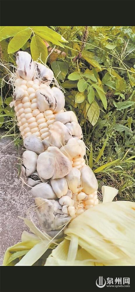 玉米长"蘑菇" 网友说是入药美食_腾讯新闻