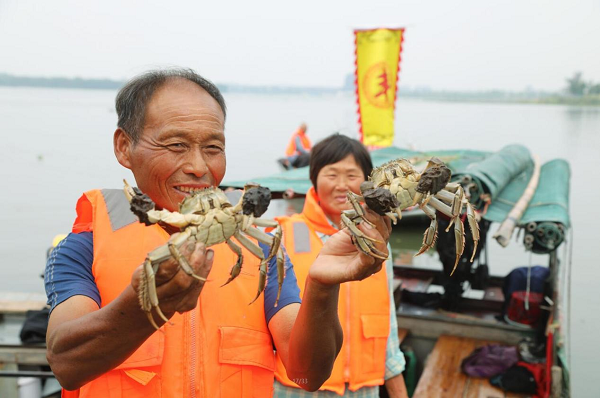 鹽城鹽都:大縱湖大閘蟹搶