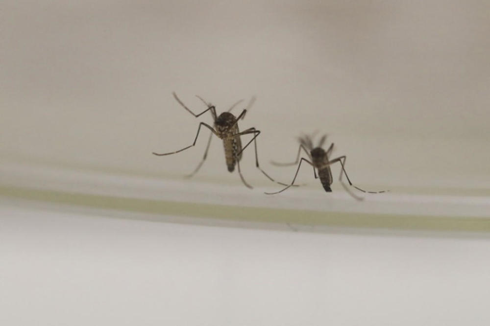 全面消灭蚊子可不可行？专家：对生态系统造成不利影响