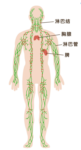 世界淋巴瘤日|善"伪装",易误诊,专家:规范治疗,多数仍可治愈-腾讯新闻