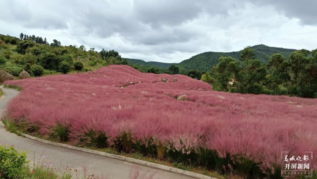 玉溪这片"粉黛花海"进入盛花期