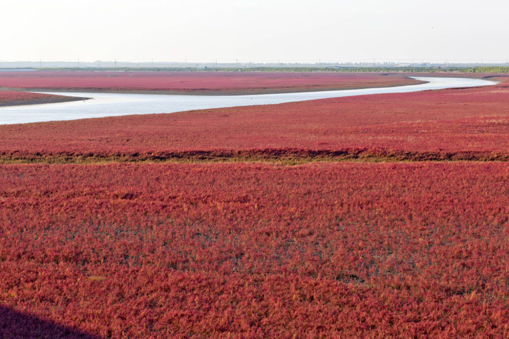 将逐步与大家分享,今天就主要看看这最具特色,也是引以为傲的红色海滩