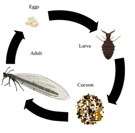 蚁蛉在自然界中完成一个世代至少需要1年的时间,一般是夏季卵孵化为