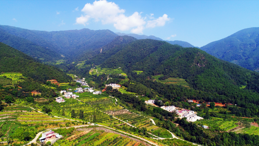 德昌县昌州街道核桃产业园区,满目皆是核桃树.